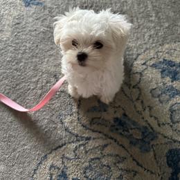 Maltese Puppies from TCBs Glowing Maltese