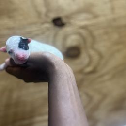 Cavapoo and Poodle Puppies from P&D Palace