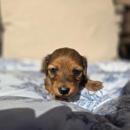 Rose - Red female Dachshund puppy in Tuscaloosa, Alabama from Watermelon Doxies