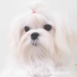 ROSALYN - Maltese