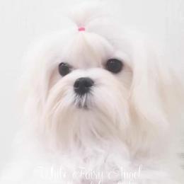 ROSALYN - Maltese