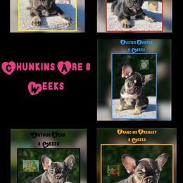 French Bulldog Puppies from Briyana Leighs Litters LLC