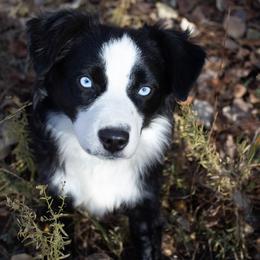 Marci - Black & white female Miniature Australian Shepherd puppy in Riverton, Utah from Iron Spirit Homestead & Aussies