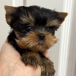 Milena tiny - Black and tan female Yorkshire Terrier puppy in San Diego, Temecula, Ontario, California from Yorkie & Maltese Royalty