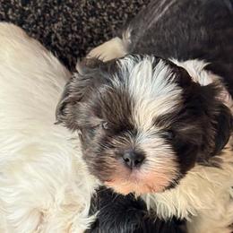Blue and white boy - Blue and white male Shih Tzu puppy in Newark, Ohio from Gemini Kennels
