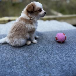 Adeline Hope (Girl 3) - white and lemon female Companion Cross puppy in Rocky Top, Tennessee from WayMakers Papillons & Poodles