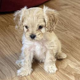 Australian Labradoodle, Cavapoo, Goldendoodle, and Poodle Puppies from Leila Pearson