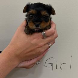 Rosie - Black and tan female Yorkshire Terrier puppy in Ellijay, Georgia from Leigh's Yorkshire Terriers