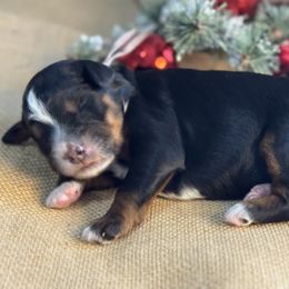 Purple - Tri-color female Bernedoodle puppy in Hesperia, Michigan from Red Acres Poodles & Doodles
