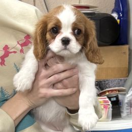 Cavalier King Charles Spaniel Puppies from Pam's Pups