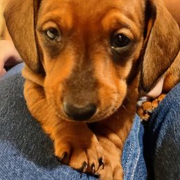 Dachshund Puppies from Denver Franks