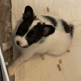 Papillon Puppies from Azure Papillons