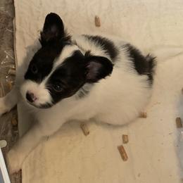 Papillon Puppies from Azure Papillons