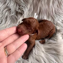 Sam - Red  male Poodle puppy in Osyka, Mississippi from Southern Sunshine Standards