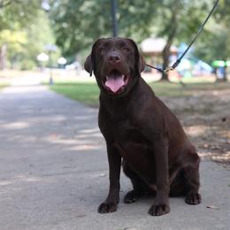 Jolene - Chocolate female Labrador Retriever puppy in Williamston, South Carolina from Dutton Dog Co & Dalla Grazia Doberman