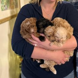 Goldendoodles from Gracie Doodles CT