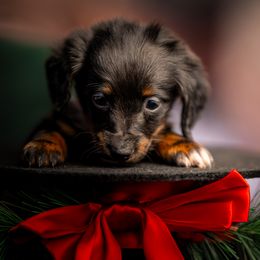 Girl 1 - Black and tan female Dachshund puppy in Amesbury, Massachusetts from Fox Hill Farm & K9