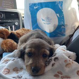 Dachshund Puppies from Ruby Desert Doxies
