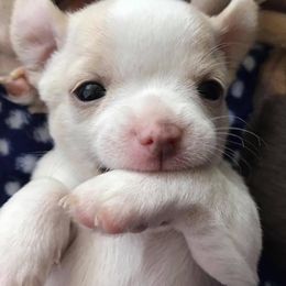 Chihuahua Puppies from Blue Diamond Chihuahua’s