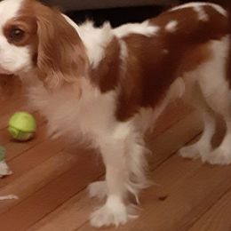 Thor - Cavalier King Charles Spaniel