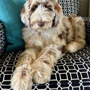 Newfypoo Puppies from Two Sisters Ranch, LLC