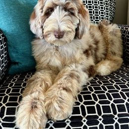 Newfypoo Puppies from Two Sisters Ranch, LLC