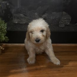 Scrappy Doo - Cream male Goldendoodle puppy in Louisburg, North Carolina from Lakes Golden Doodles