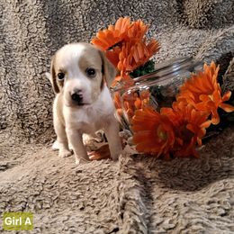 Girl A - Lemon and white female Beagle puppy in Laton, California from McMillan Family Kennels