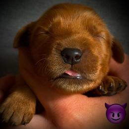 First pick of the girls - Dark golden female Golden Retriever puppy in Fisher, Illinois from Aslan's Pride of Fidei Family Farms