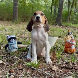 Dawn - Tri-colored female Treeing Walker Coonhound puppy in Lovelady, Texas from 3 Color Kennel