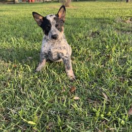 Boy 1 - Blue mottled male Australian Cattle Dog puppy in Ocala, Florida from Mayhem Ranch