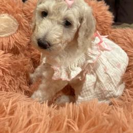 Sienna - White female Poodle puppy in Mobile, Alabama from Semmy’s Standard Poodle LLC