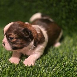 Girl One - Tricolor female Shih Tzu puppy in New Bern, North Carolina from Kuddly Creatures