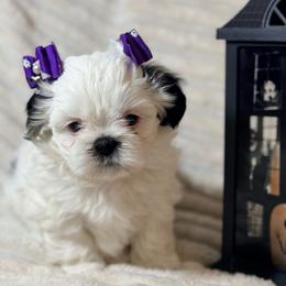 Dottie - Black and white female Shih Tzu puppy in Northridge, California from Our ShihTzu Family
