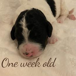 Finn - Black and white male Bernedoodle puppy in Huntsville, Alabama from Falcon Ridge Doodles