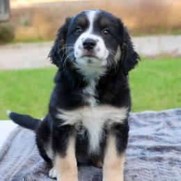 Sampson - Black tri-color male Aussiedoodle puppy in Hamilton, Montana from North Lake Aussies