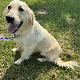 Cassie - Golden Retriever