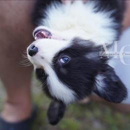 Felix (Tri Fluff) - Black and tan male Pembroke Welsh Corgi puppy in Straughn, Alabama from Magnolia Creek Corgis