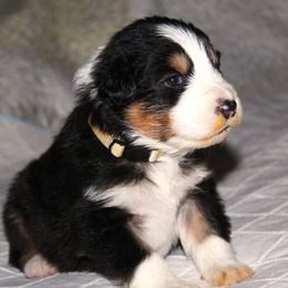 Jordan - Black tri-color male Australian Shepherd puppy in Cookeville, Tennessee from Spring Creek Aussies