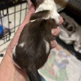 Boy 1 - Gold and white male Shih Tzu puppy in Manlius, New York from Dorothy Agrippino's Shih Tzus