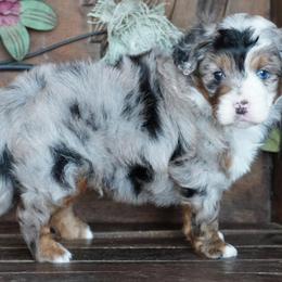 Boy 1 - Blue merle male Aussiedoodle puppy in Lawton, Oklahoma from Lindsey’s Aussies