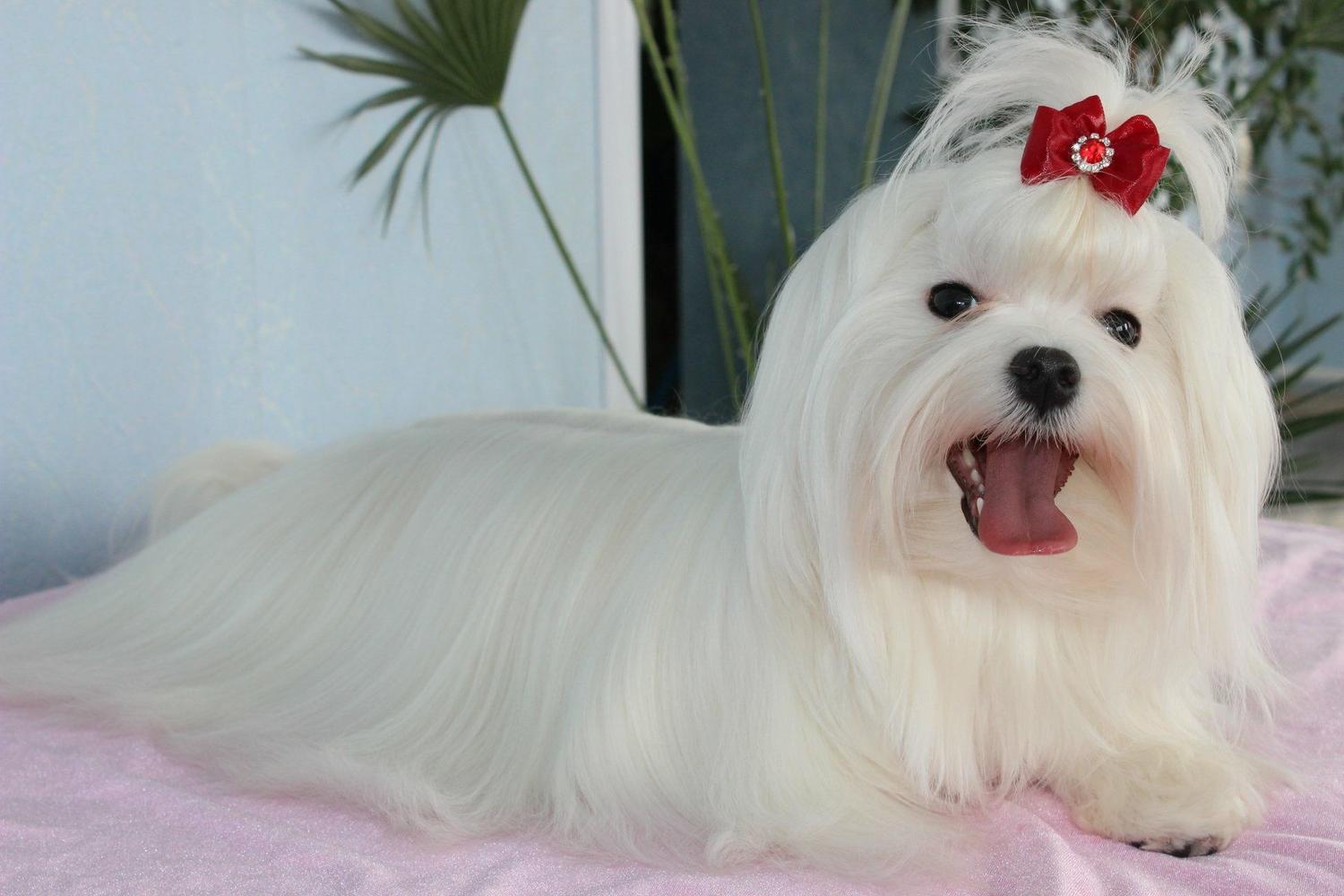 A well-groomed Maltese dog with a red bow smiles with its tongue out