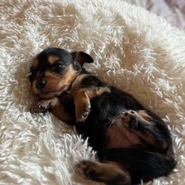 Girl 3 - female Dachshund puppy in Elizabeth, Colorado from Wieners are Wonderful