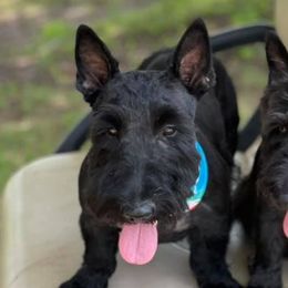 Scottish Terriers from Oak Alley Farm