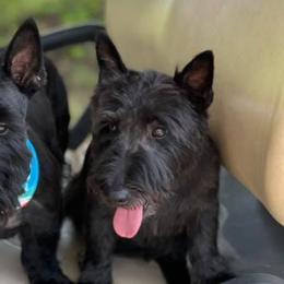 Scottish Terriers from Oak Alley Farm