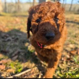 Pink - Red  female Poodle puppy in Summit, Mississippi from poodles and doodles llc