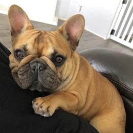 Ruby - French Bulldog