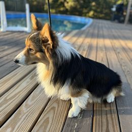 FLUFFY TRI COLOR MALE - Black and tan male Pembroke Welsh Corgi puppy in Missouri from Cooler Farms Corgis