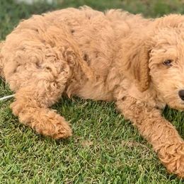 Caucasian Shepherd Dogs, Labradoodles, Saint Bernards, and Working Dog Crosses from Blue Line Kennels