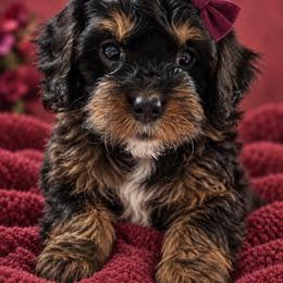 Natasha - Black Widow - Tri-color female Cavapoo puppy in Austin, Texas from Haus of Doodles